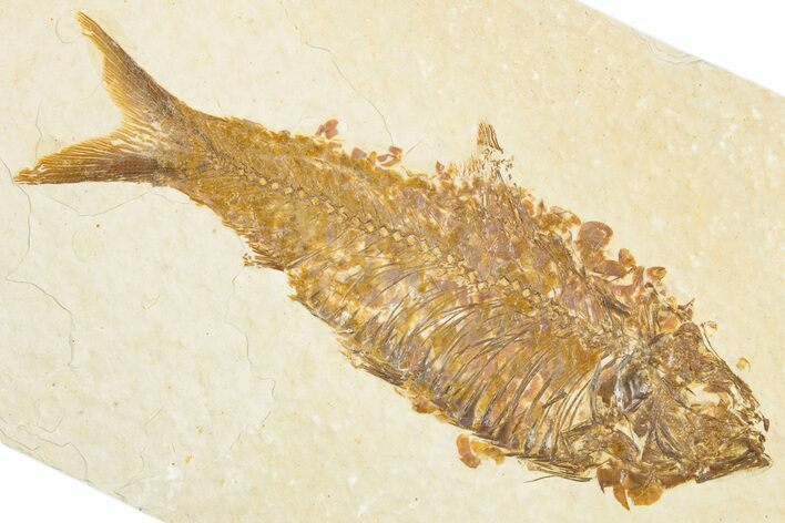 Detailed Fossil Fish (Knightia) - Wyoming #357543